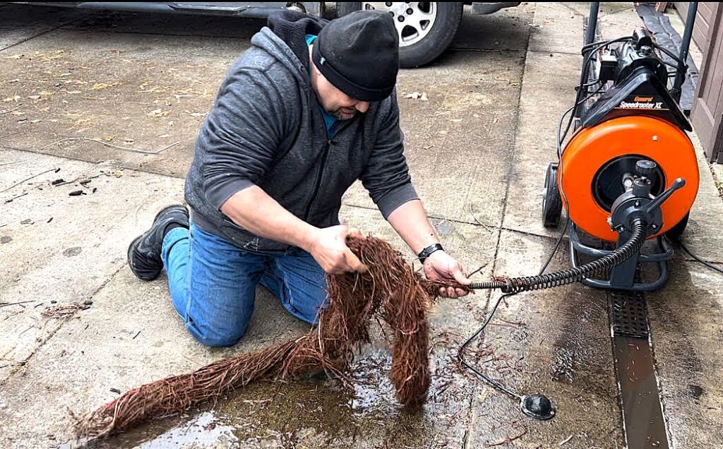 Technician pulling a large tree-root mass from a sewer line